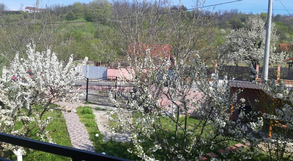Casa Liana Hotel Oradea Eksteriør billede